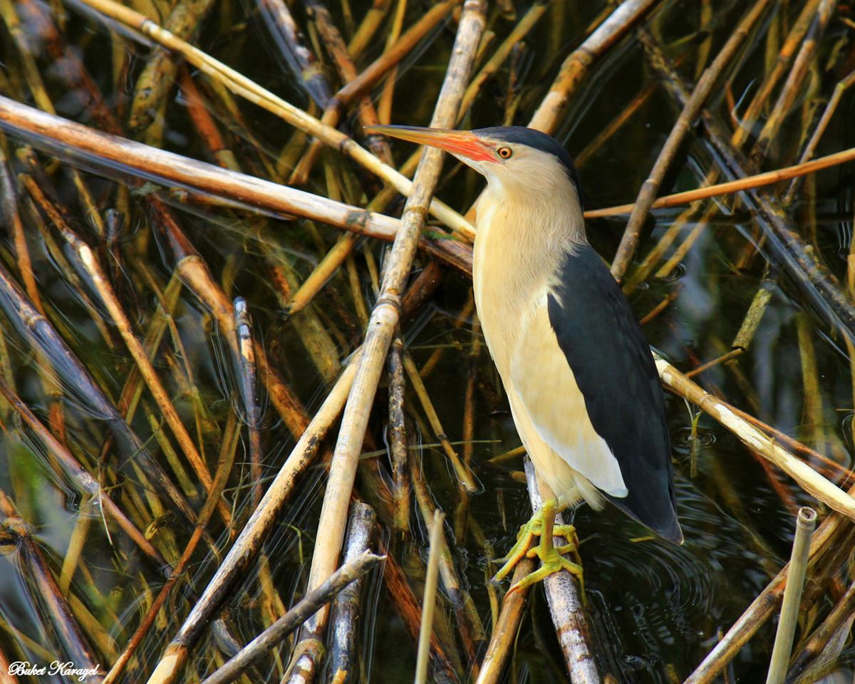 Little Bittern