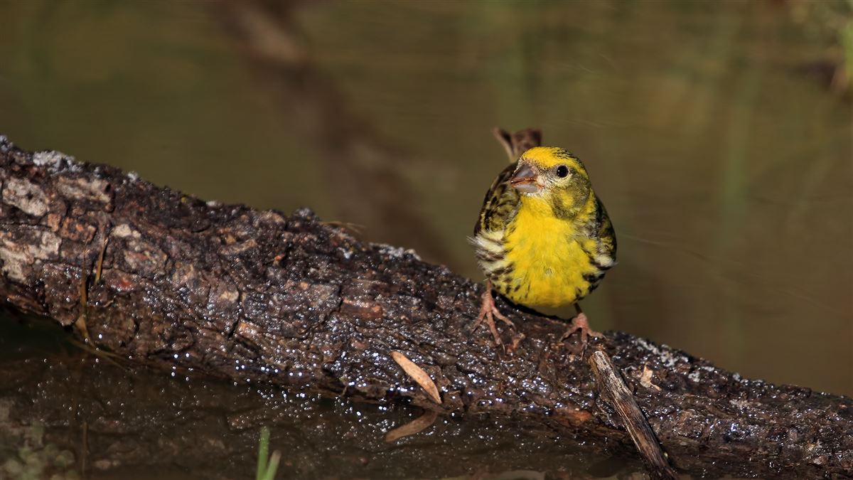 European Serin