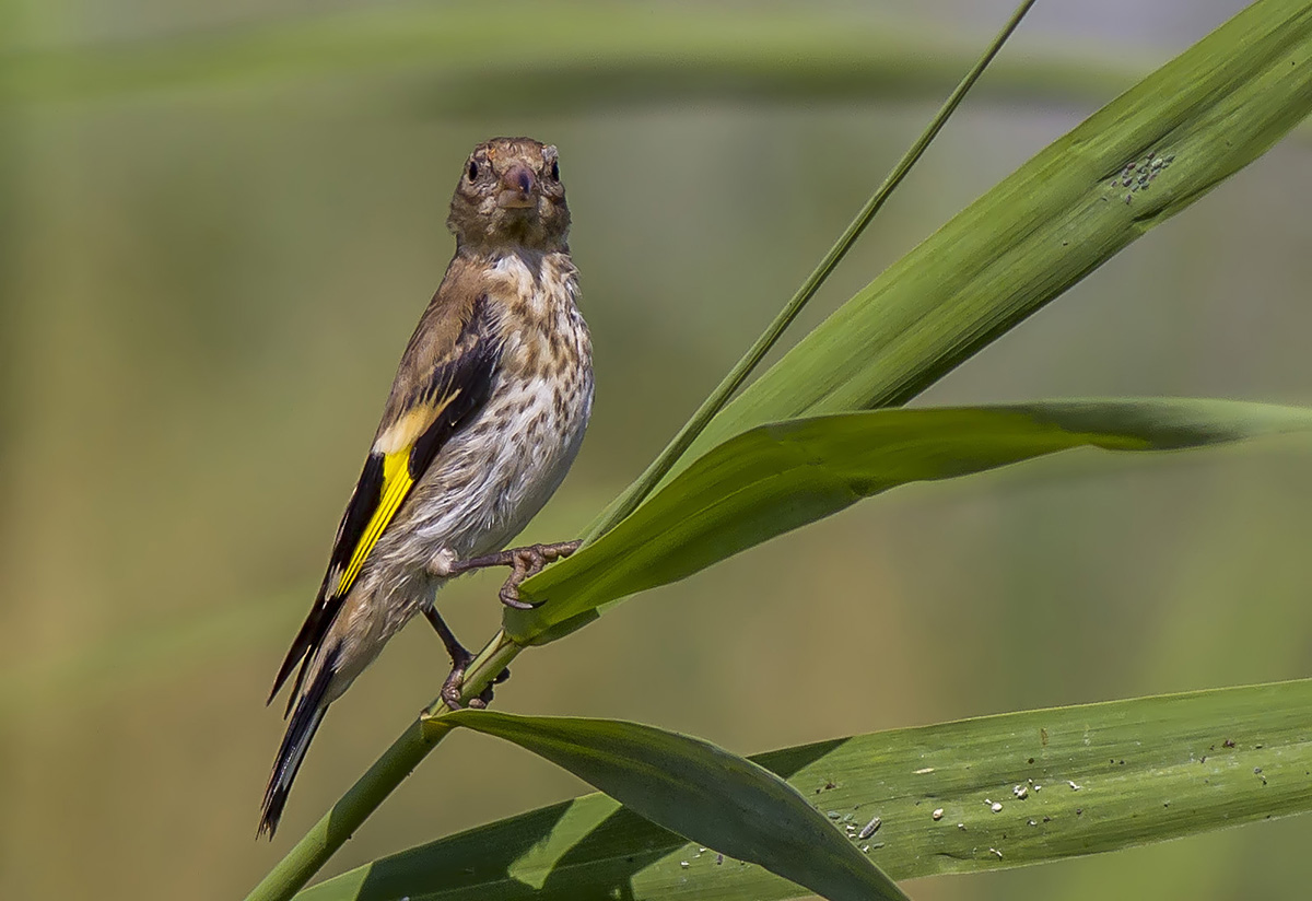 European Goldfinch