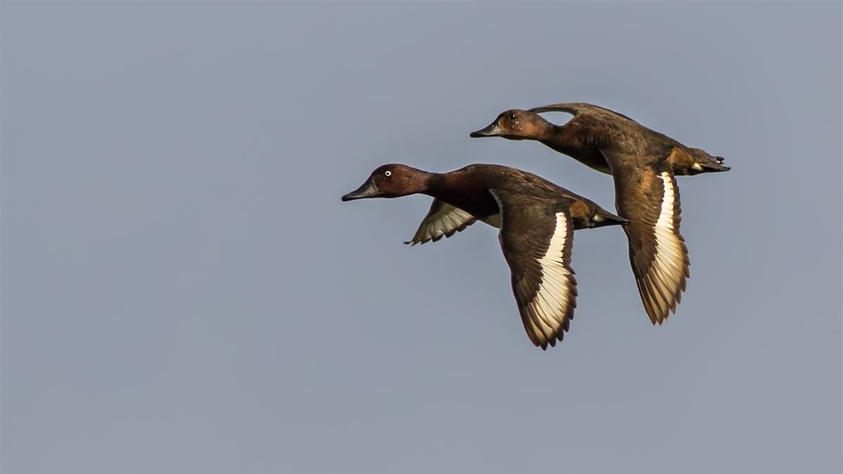 Ferruginous Duck