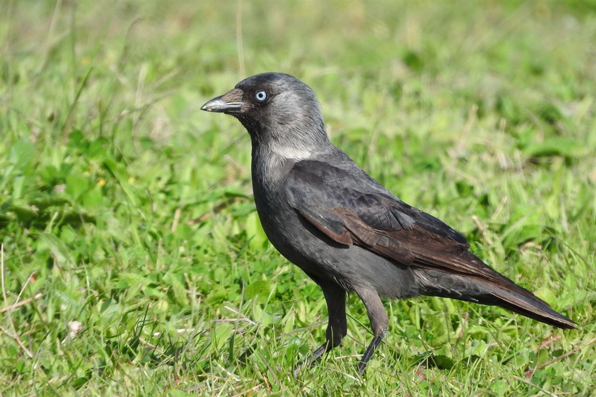 Western Jackdaw