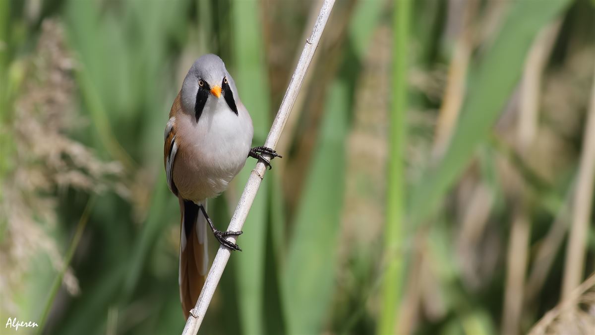 Bearded Reedling