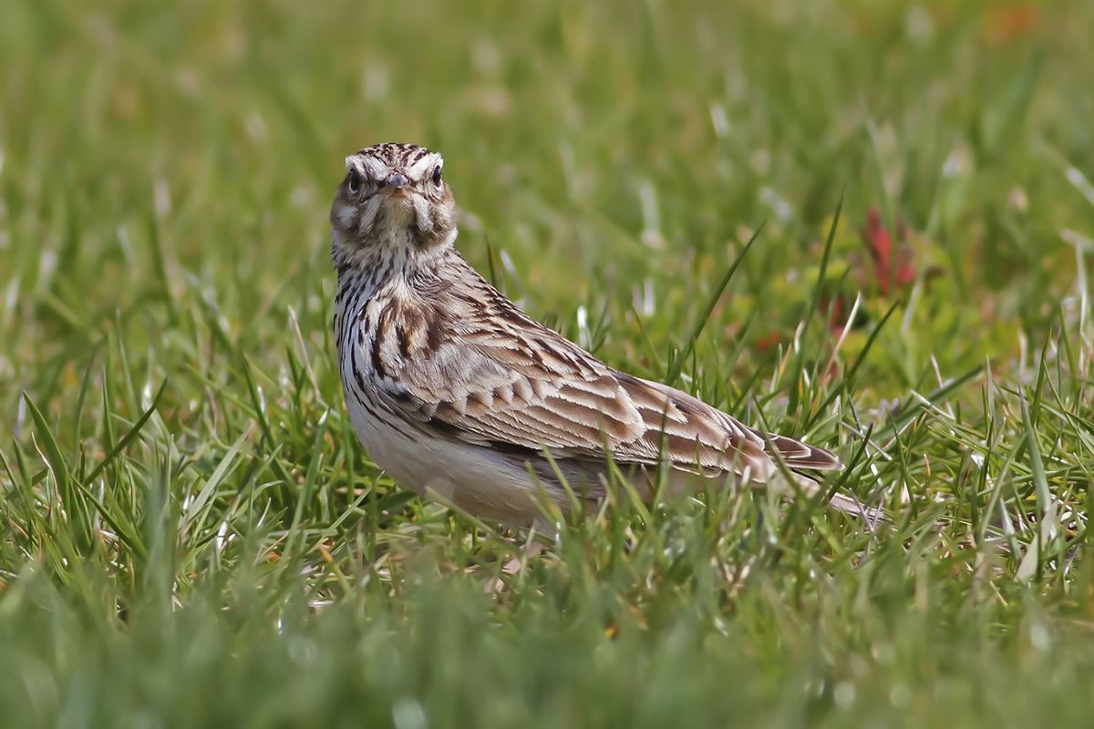Woodlark
