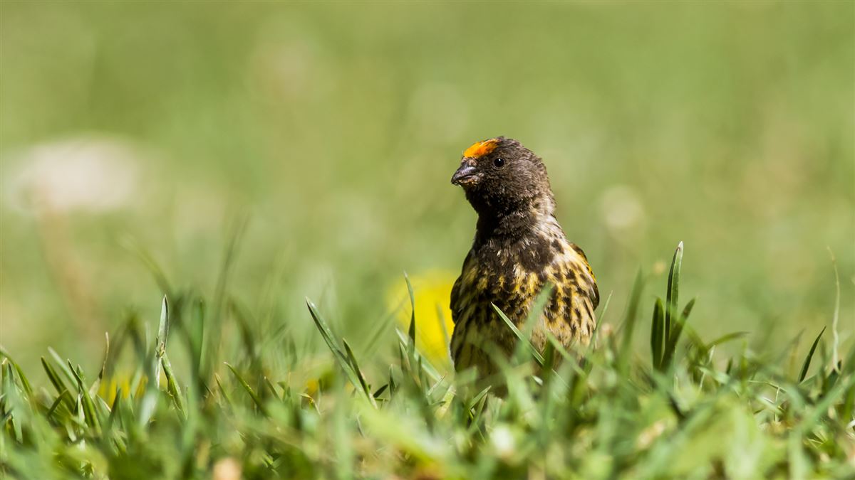 Red-fronted Serin