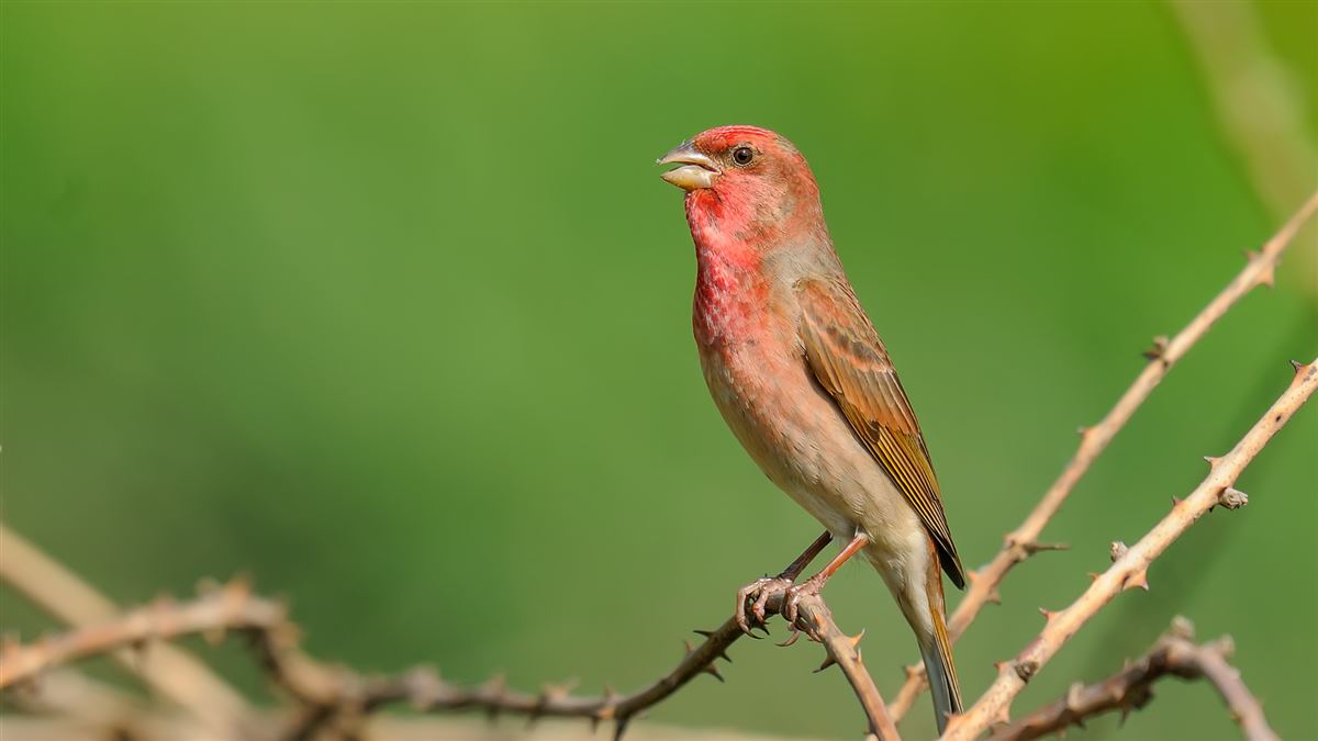 Common Rosefinch