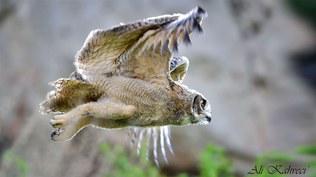 Eurasian Eagle-Owl