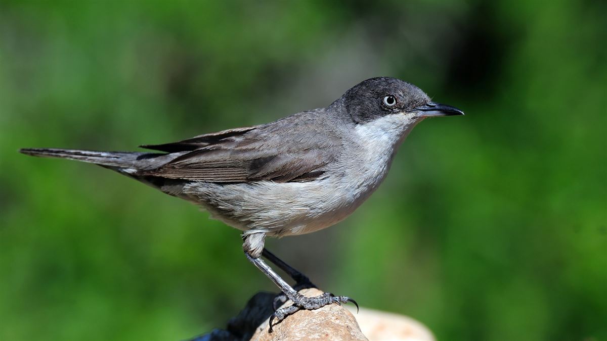 Eastern Orphean Warbler