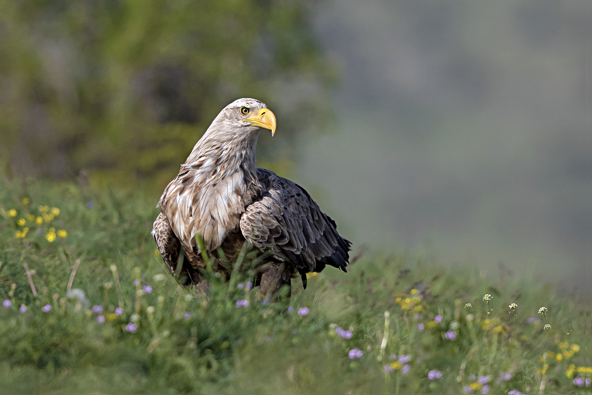 Akkuyruklu Kartal