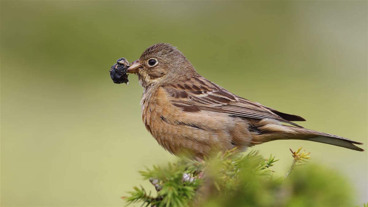 Ortolan Bunting
