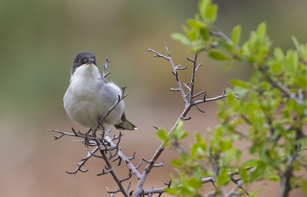 Eastern Orphean Warbler