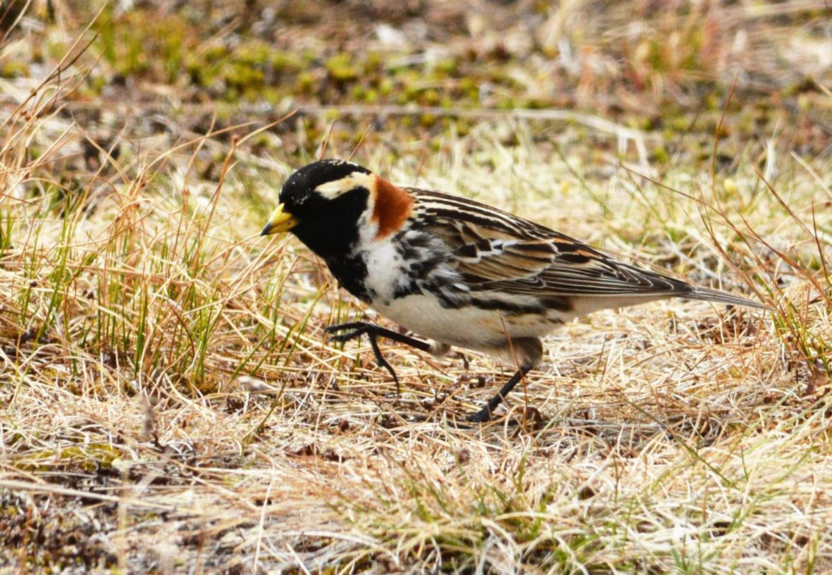 Mahmuzlu Kirazkuşu