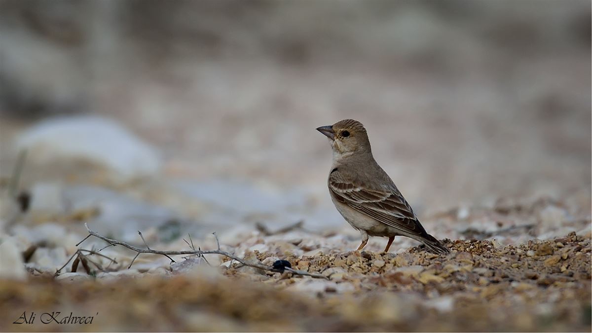Pale Rockfinch