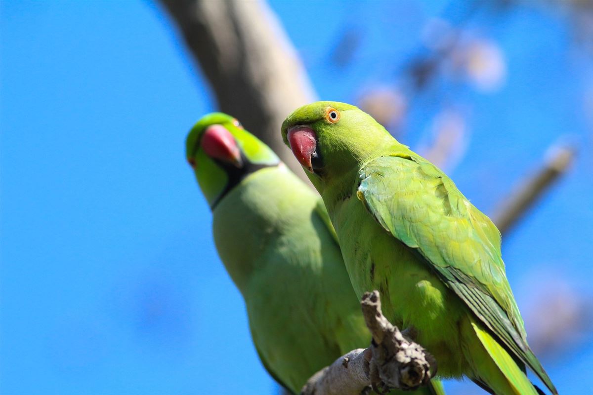 Yeşil Papağan