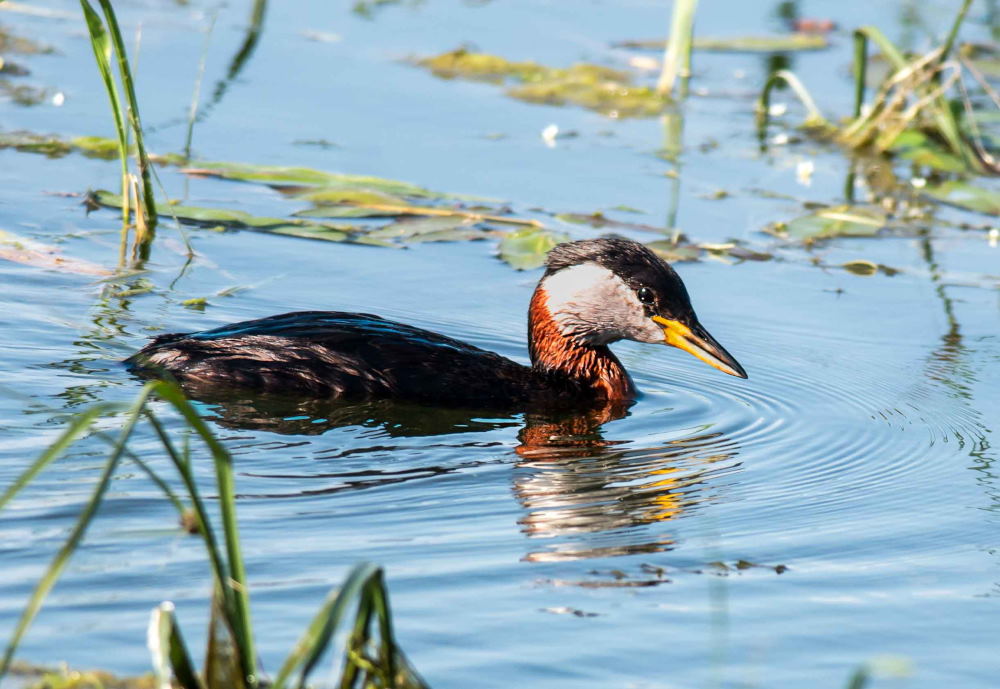 Red-necked Grebe