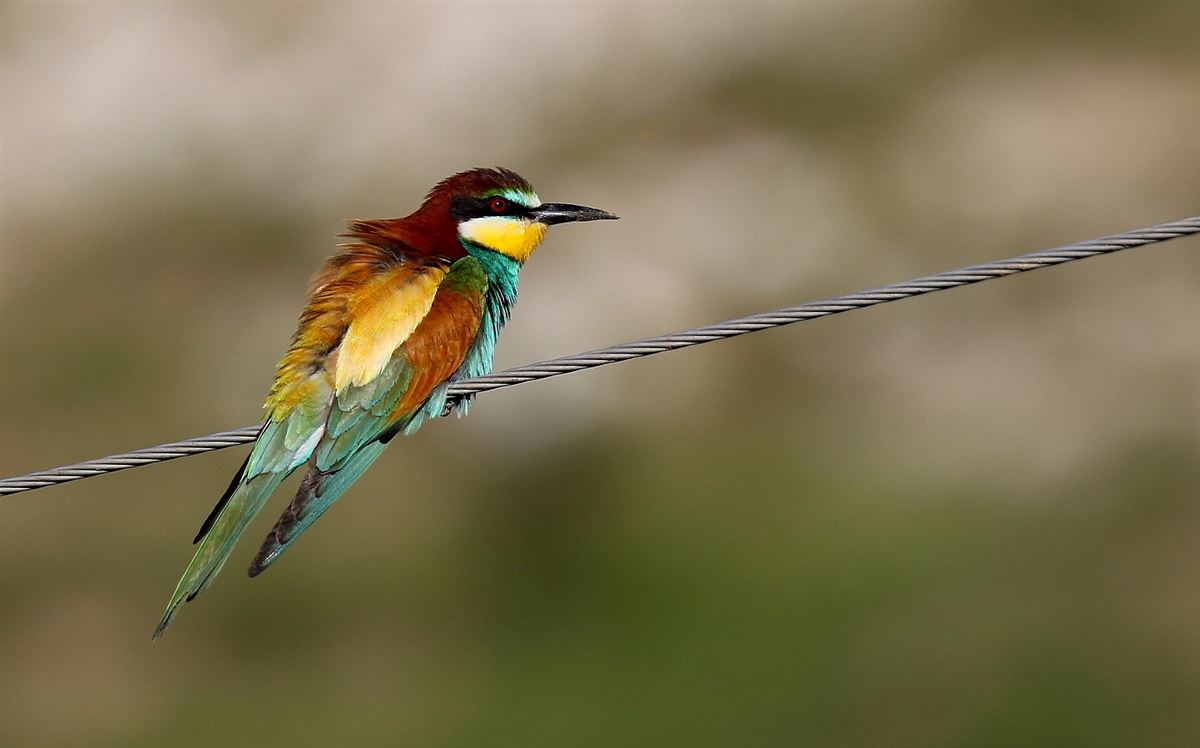 European Bee-eater