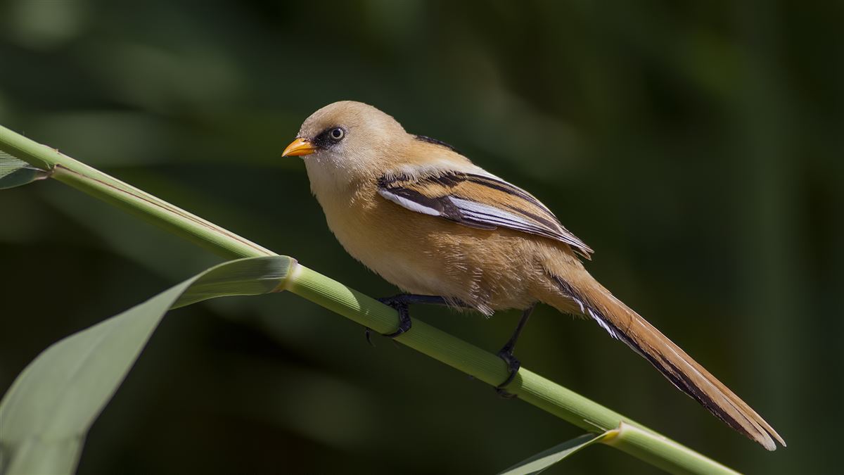 Bearded Reedling