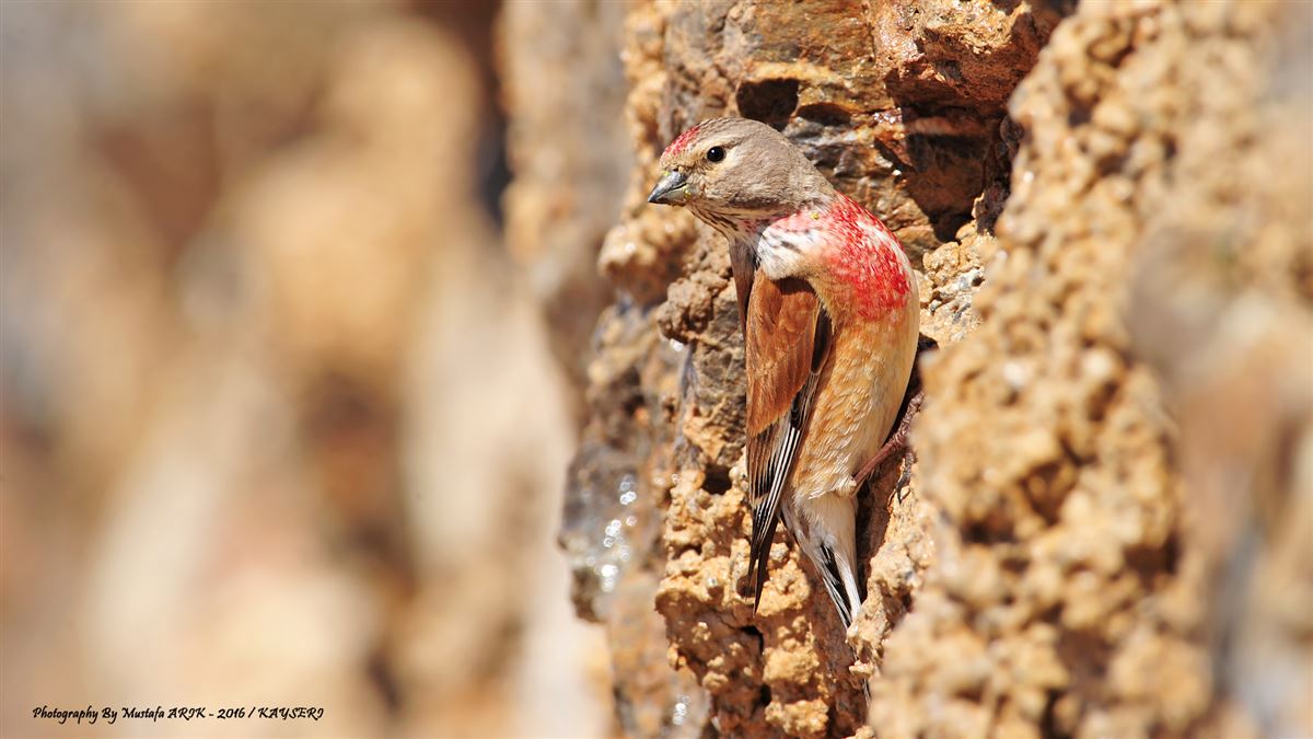 Common Linnet