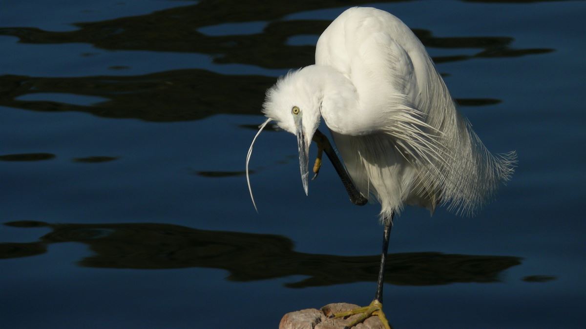 Little Egret
