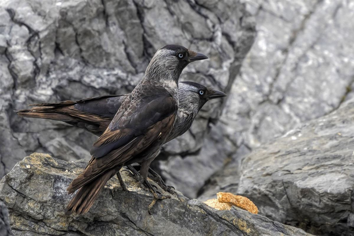 Western Jackdaw