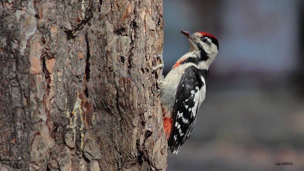 Syrian Woodpecker