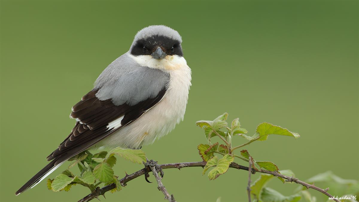 Lesser Grey Shrike