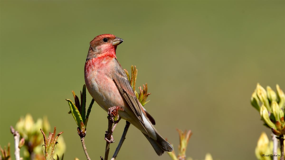 Common Rosefinch