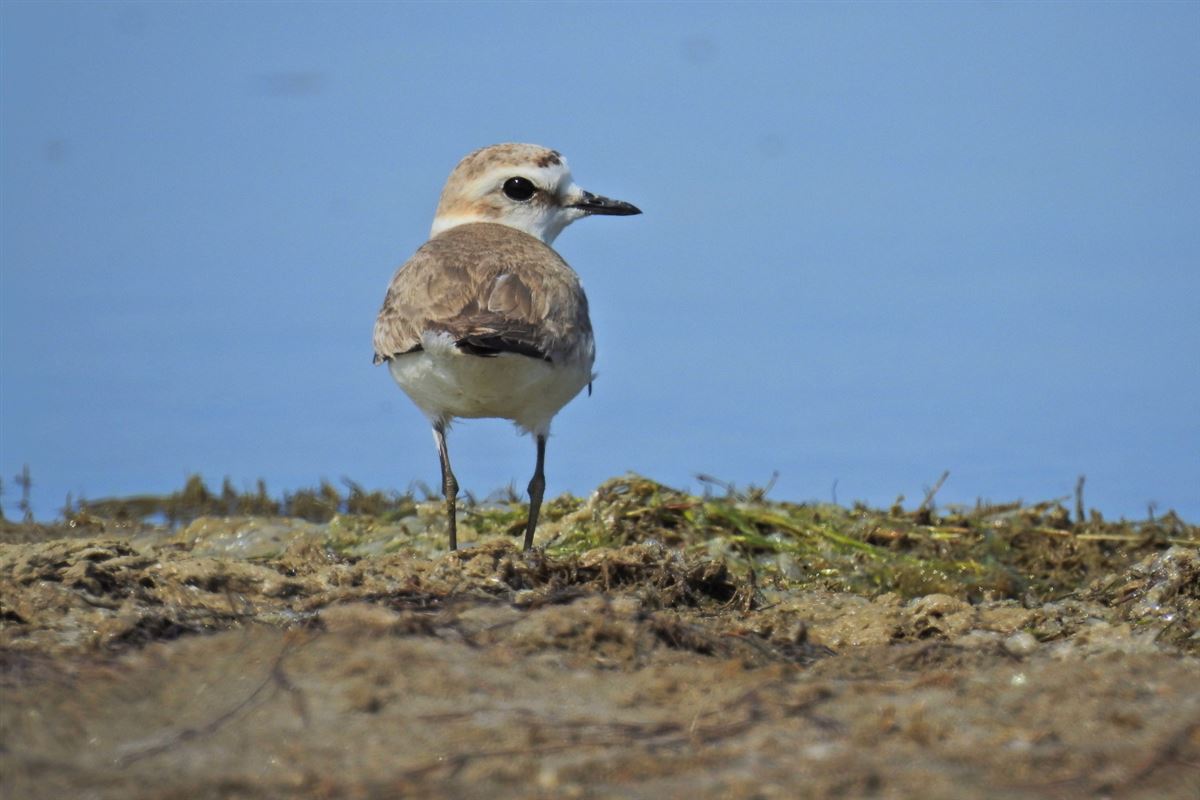 Kentish Plover