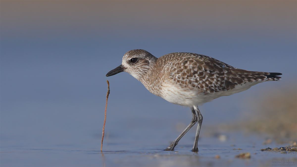 Grey Plover