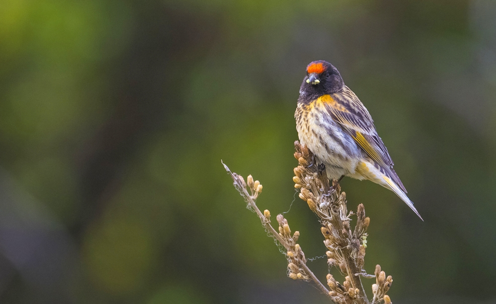 Red-fronted Serin