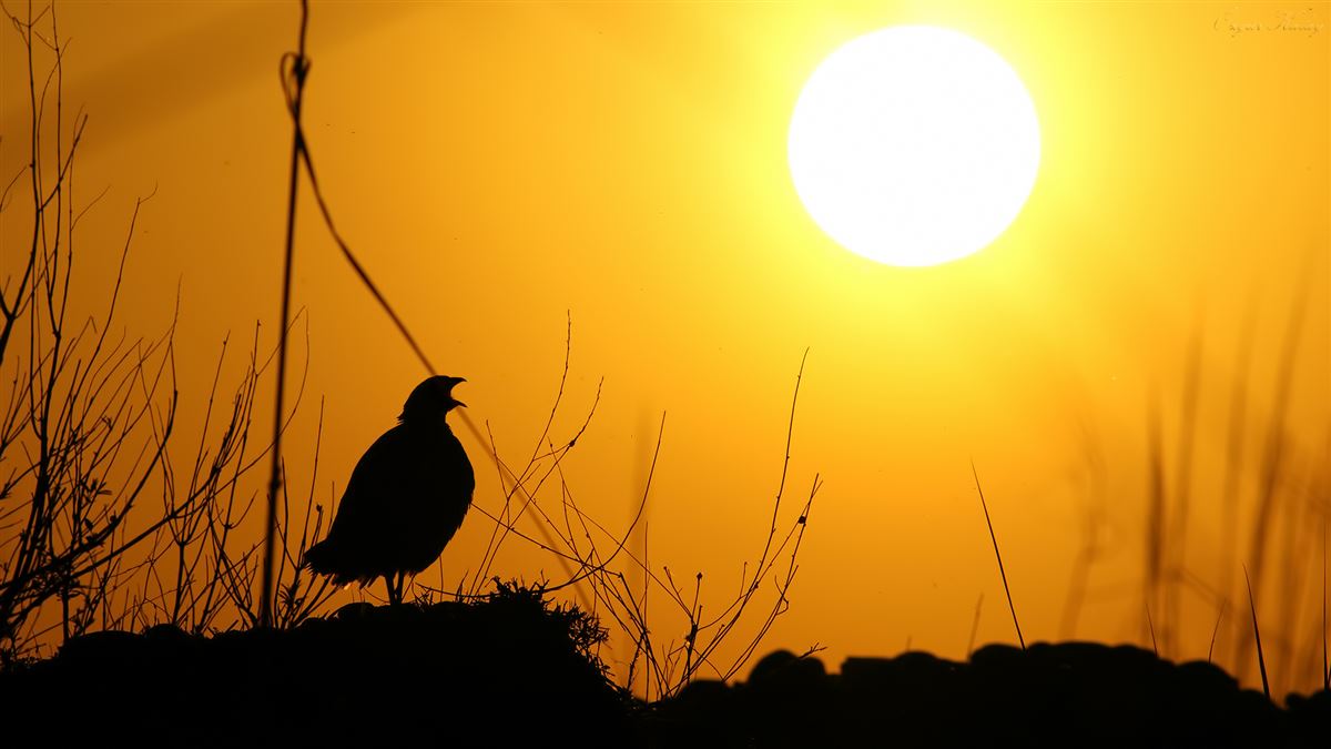 Black Francolin