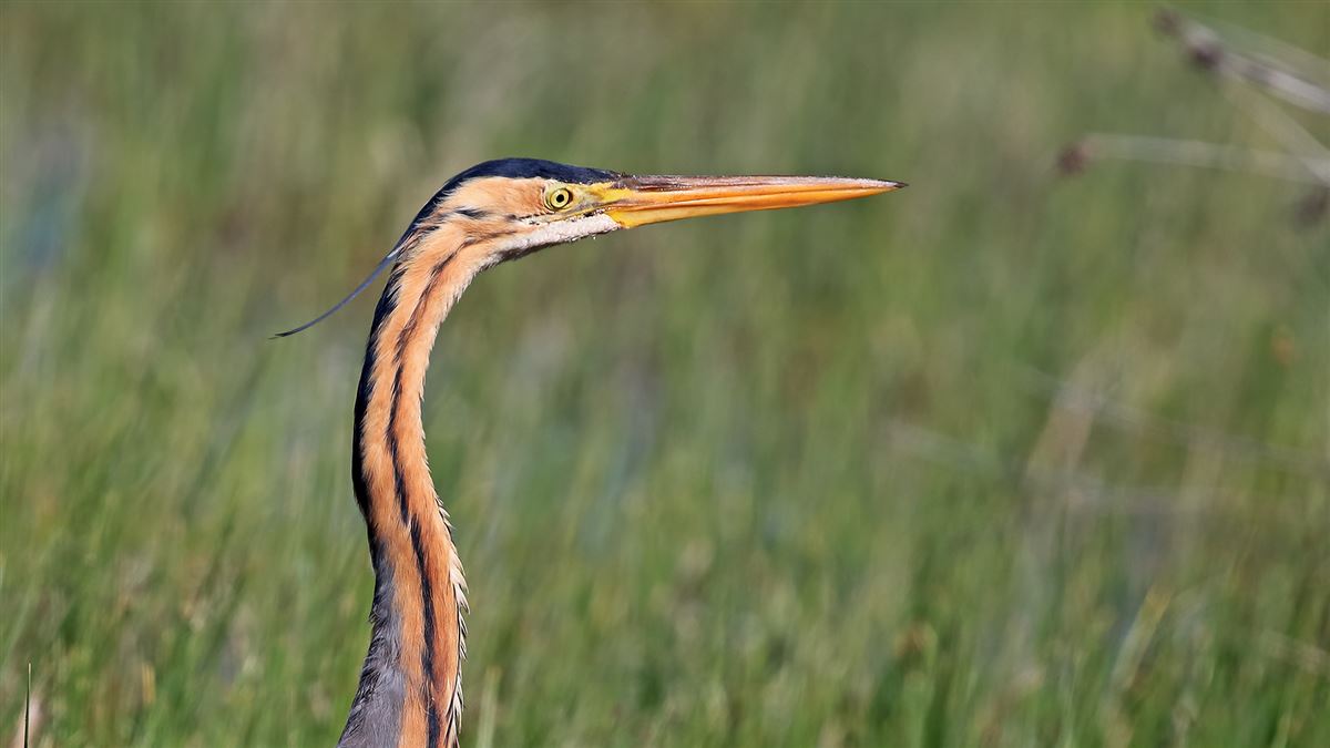 Purple Heron