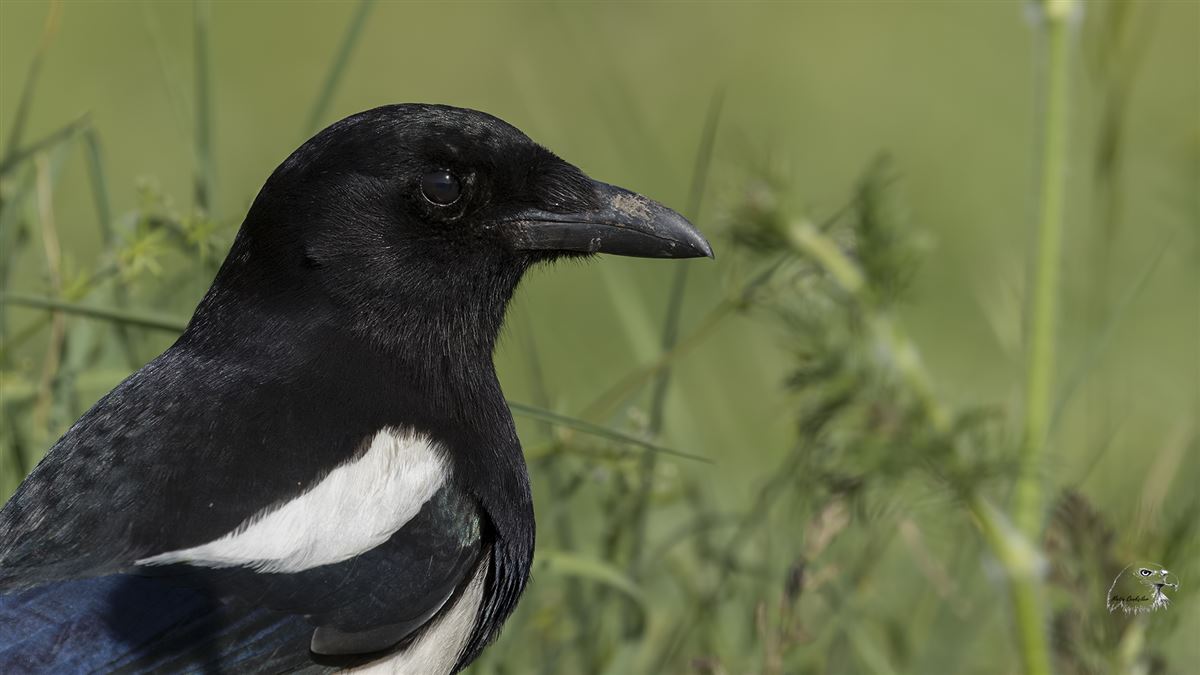 Eurasian Magpie
