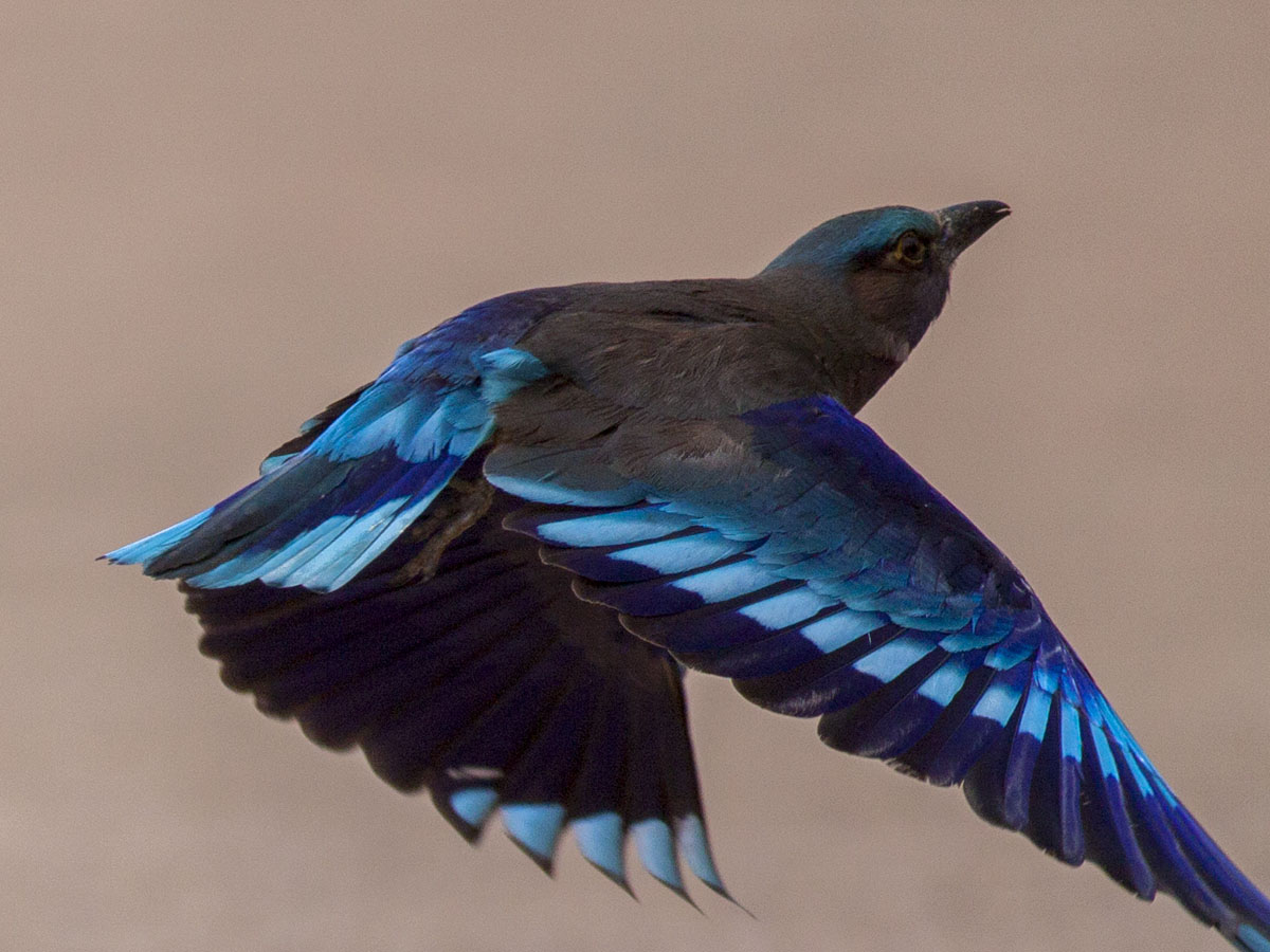 Indian Roller