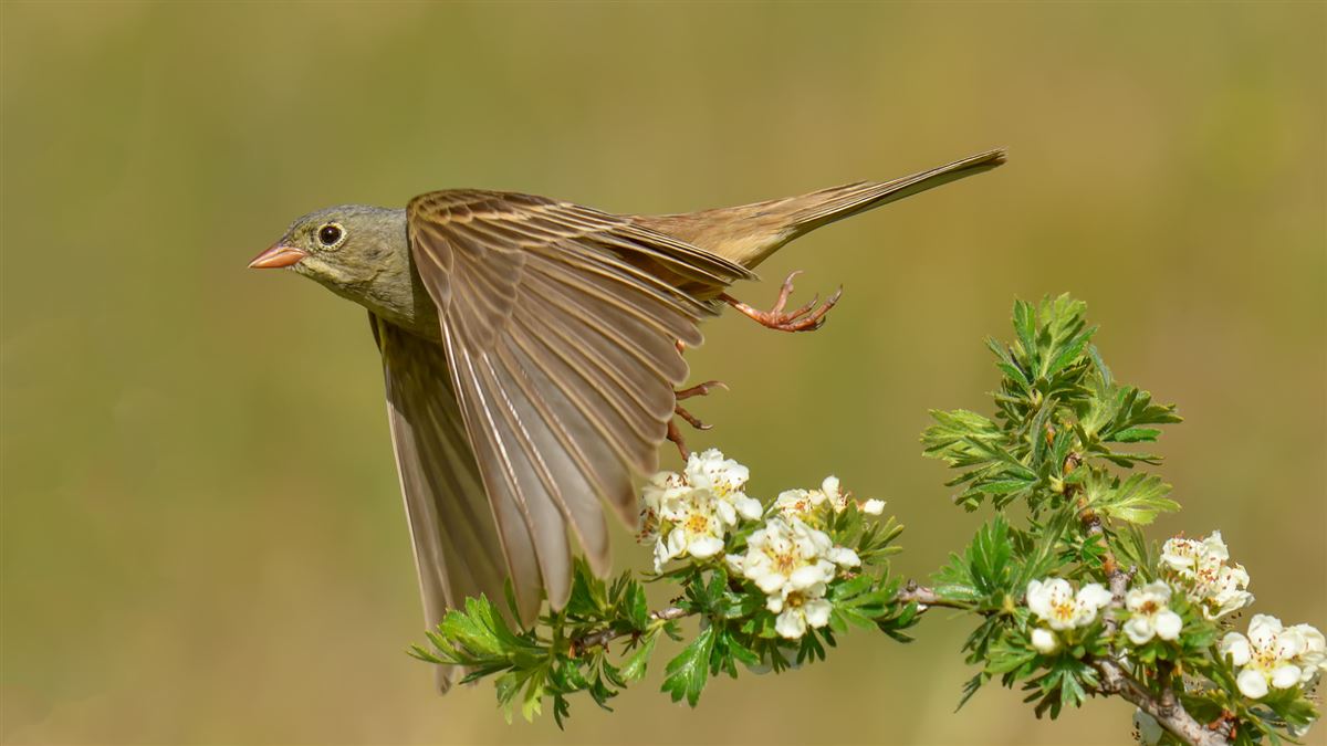 Ortolan Bunting
