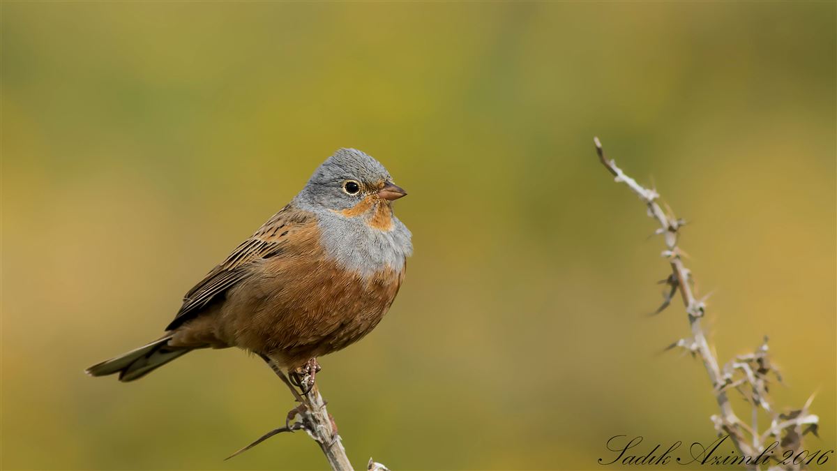Cretzschmar`s Bunting