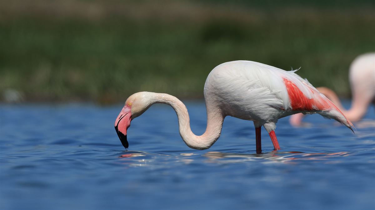 Greater Flamingo