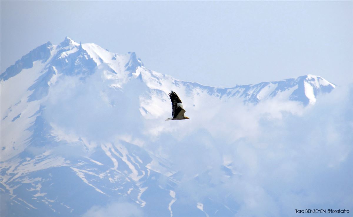 Egyptian Vulture