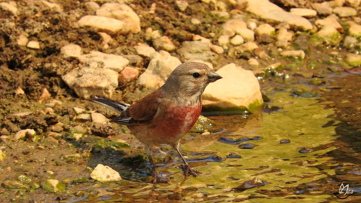Common Linnet