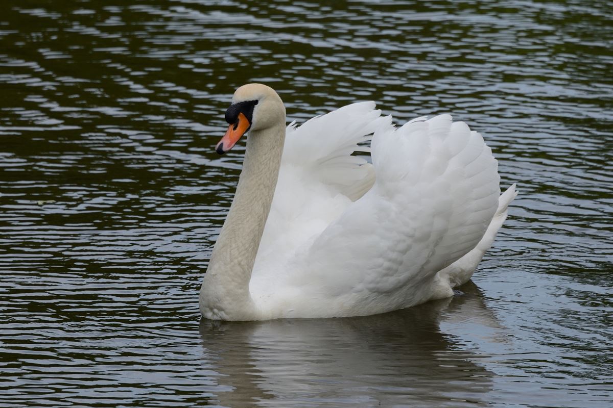 Mute Swan