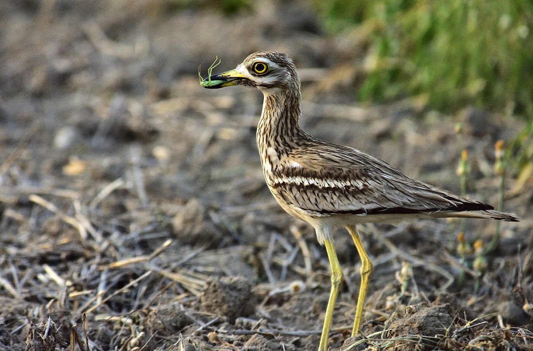Eurasian Stone-curlew