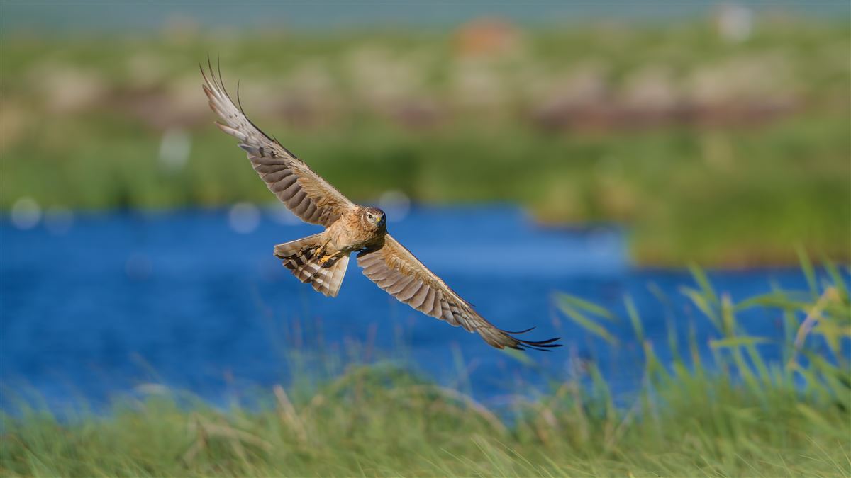 Montagu`s Harrier