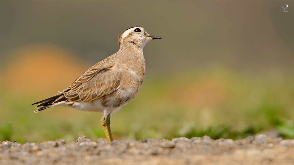 Eurasian Dotterel