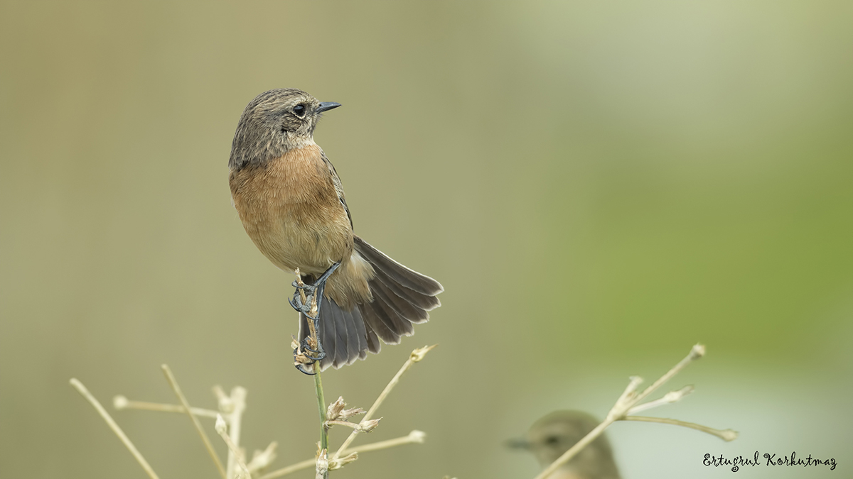 European Stonechat