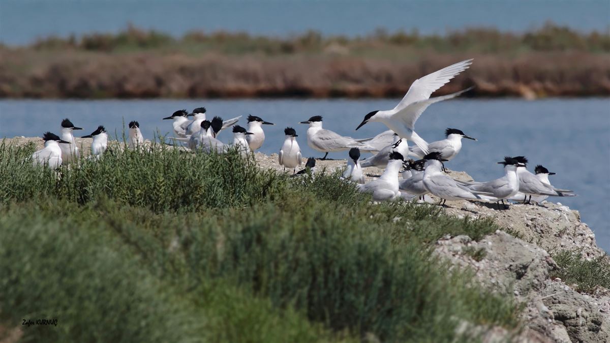 Sandwich Tern