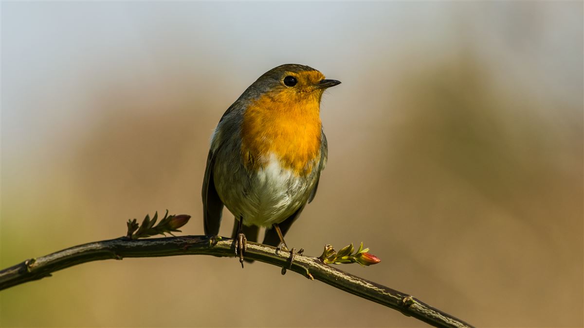 European Robin