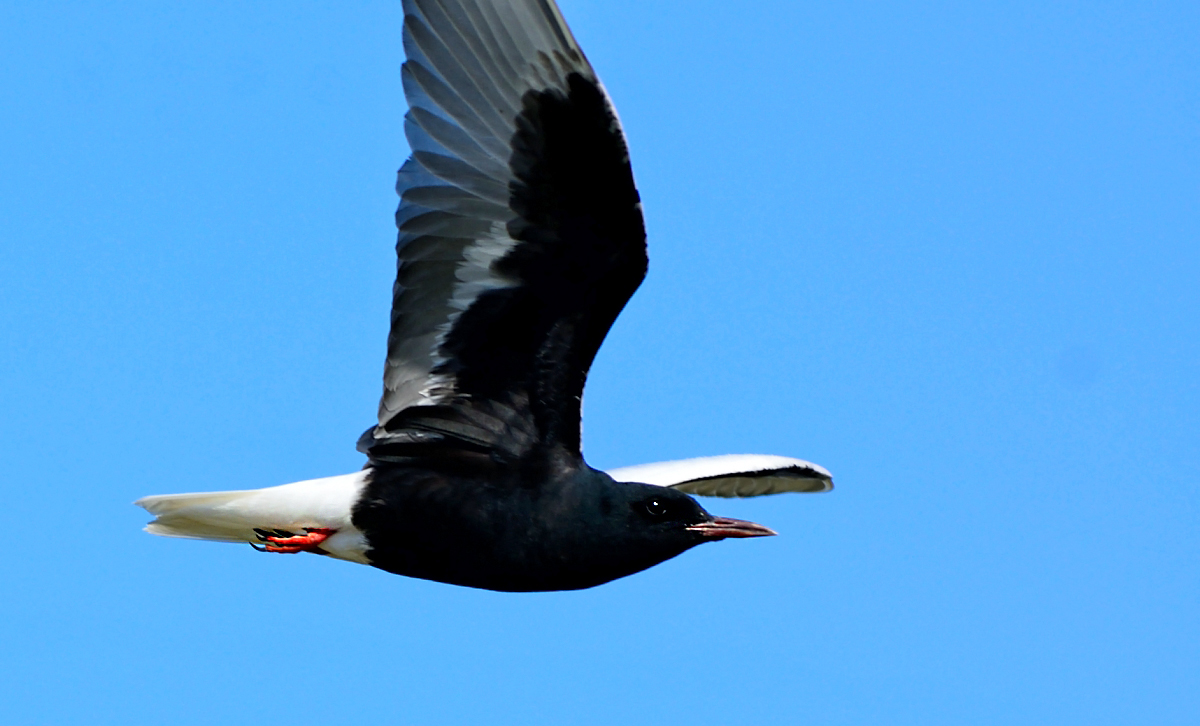 White-winged Tern