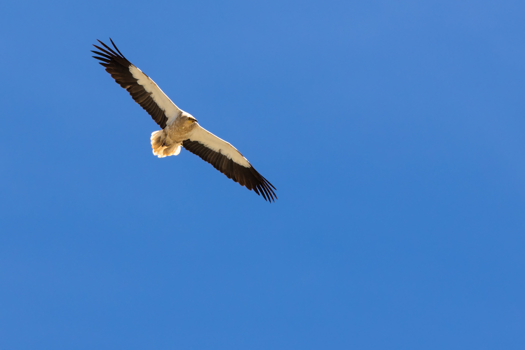 Egyptian Vulture