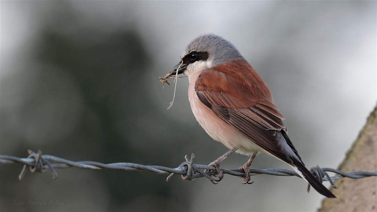 Red-backed Shrike