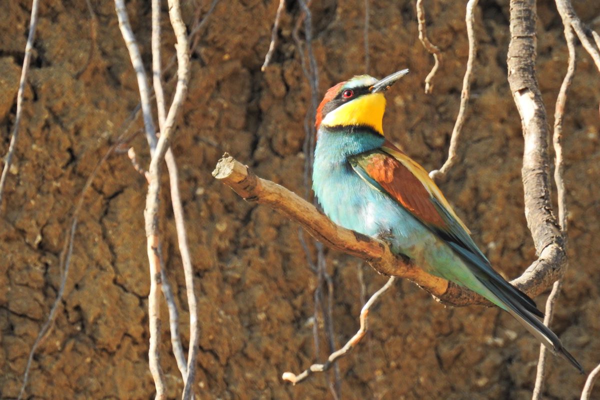 European Bee-eater