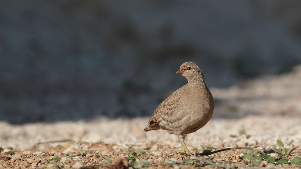 See-see Partridge